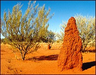 Ant Hill and outback vegetation north of Alice Springs